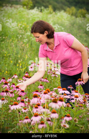 Echter Bauer Frau in coneflower Feld Stockfoto