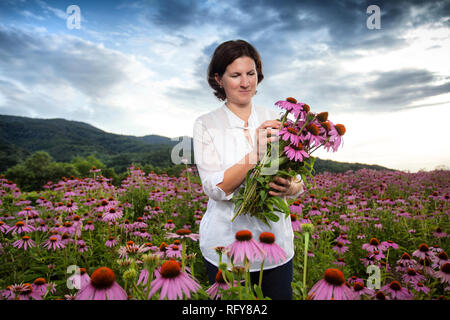 Echter Bauer Frau in coneflower Feld Stockfoto