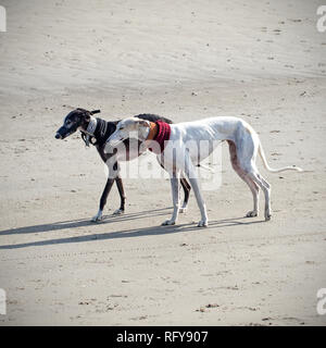 Zwei Greyhound Hunde am Strand Stockfoto