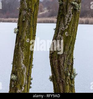 Zwei trockene curvy Bäume, im grünen Moos vor gefrorenen See von Schnee bedeckt bedeckt Stockfoto