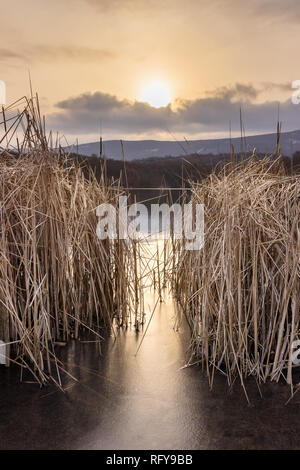 Einstellung Sonne durch Vordergrund Schilf und Ablegen von goldenen Sonnenstrahlen auf gefrorenen, reflektierenden See Eis und Wasser Stockfoto