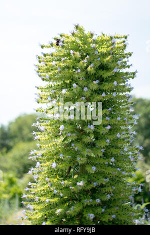 Bienen auf Giant's Viper bugloss in der Tudor ummauerten Garten im Palast des Bischofs in Fulham, London schlemmen Stockfoto