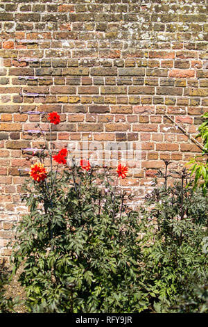 Großen roten Blüten vor rotem Backstein Tudor Wand im Palast des Bischofs in Fulham, London Stockfoto