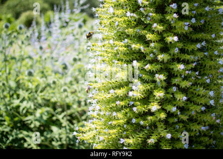 Bienen auf Giant's Viper bugloss in der Tudor ummauerten Garten im Palast des Bischofs in Fulham, London schlemmen Stockfoto