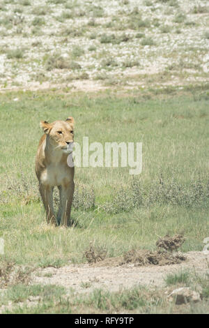 Löwin auf dem Prowl in der Nähe des Wasserlochs von Nebrownii (Panthera leo) Stockfoto