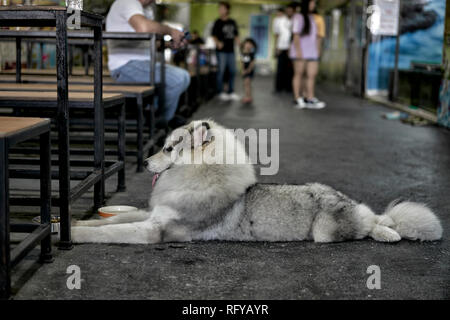Alaska Malamute. Siberian Husky Cross Breed Hund Stockfoto