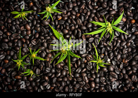 Kaffeebohnen mit Marihuana Blätter Hintergrund der Ansicht von oben Stockfoto