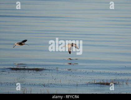 Zwei Brachvögel, Numenius arquata, in ruhigem Wasser fliegen, Morecambe Bay, Lancashire, Großbritannien Stockfoto