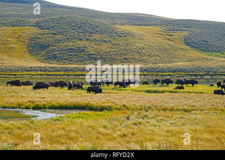 Blick auf eine Herde Bisons im Gras im Yellowstone National Park, Wyoming, USA Stockfoto