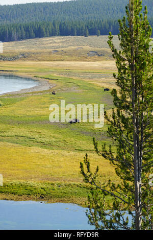 Blick auf eine Herde Bisons im Gras im Yellowstone National Park, Wyoming, USA Stockfoto