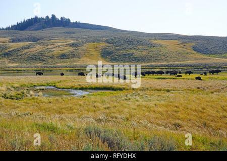 Blick auf eine Herde Bisons im Gras im Yellowstone National Park, Wyoming, USA Stockfoto