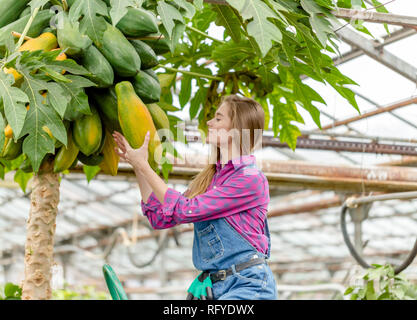 Junge Frau wird Kommissionierung papaya aus dem Grünen Haus Stockfoto