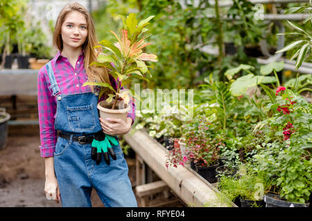 Tolle weibliche Gärtner holding Topfpflanzen croton Blüte im Gewächshaus Stockfoto