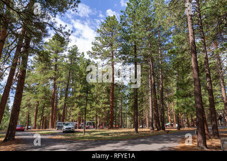 Allgemeine Ansicht der North Rim Campground, Grand Canyon North Rim, California, United States. Stockfoto