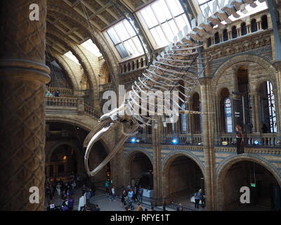 "Hoffnung" der Blauwal Skelett am Natural History Museum in London Vereinigtes Königreich angezeigt Stockfoto
