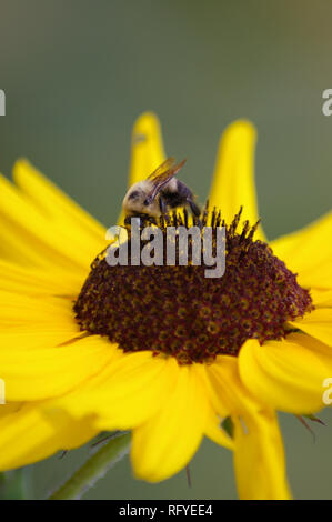 Makro des Östlichen gemeinsame Hummel (Bombus Impatiens) auf Sonnenblume (Helianthus Arten) Stockfoto