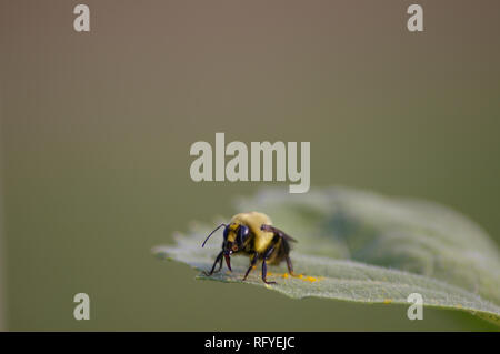 Makro des Östlichen gemeinsame Hummel (Bombus Impatiens) auf Blatt Stockfoto