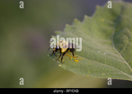 Makro des Östlichen gemeinsame Hummel (Bombus Impatiens) auf Blatt Stockfoto