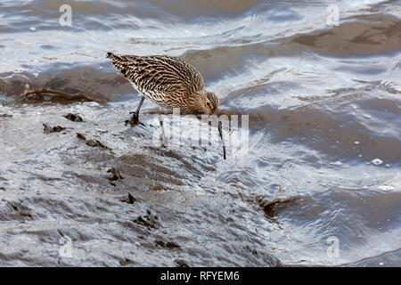 Ein curlew (ein scolopacide Watvögel) Fütterung auf einen schlammigen Ufer in Gateshead, England. Der Vogel Sonden der Schlamm mit sich Slong, gebogenen Schnabel. Stockfoto