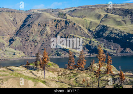 Columbia River Basaltfelsen und Rock-Folien, zusammen mit Sanddünen und Wildfire - verbrannte Ponderosa Pinien. Stockfoto