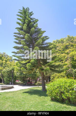 Araucaria columnaris Baum. Porto, Portugal Stockfoto