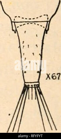 . Die kanadische Entomologen. Insekten; Entomologie. Abb. 18.- Cryptothrips rectangularis.. Abb. 19 - C. rectangfularis. Bitte beachten Sie, dass diese Bilder sind von der gescannten Seite Bilder, die digital für die Lesbarkeit verbessert haben mögen - Färbung und Aussehen dieser Abbildungen können nicht perfekt dem Original ähneln. extrahiert. Entomologische Gesellschaft von Kanada (1863-1871); Entomologischen Gesellschaft von Kanada (1951 -); Entomologischen Gesellschaft von Ontario. Ottawa [etc. ] Entomologischen Gesellschaft von Kanada [ etc. ] Stockfoto