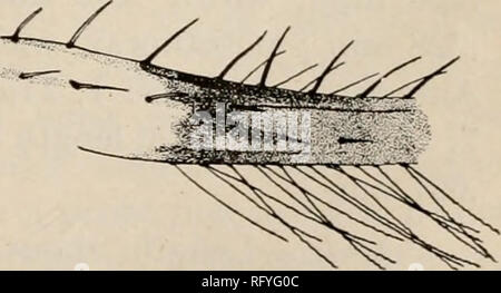 . Die kanadische Entomologen. Insekten; Entomologie. Abb. 11.- Kopf und prothorax Abb. 12.-Teil der Vorderflügel. Heliothrips striatus Haube. Oberfläche aufgeraut mit Holzstrahlen netzartiges Muster bildend (reticulate), zwischen den Zeilen der Reticulation r frontal Costa breit, viel breiter als Erste antennal Segment; Scheitelpunkt. Bitte beachten Sie, dass diese Bilder sind von der gescannten Seite Bilder, die digital für die Lesbarkeit verbessert haben mögen - Färbung und Aussehen dieser Abbildungen können nicht perfekt dem Original ähneln. extrahiert. Entomologische Gesellschaft von Kanada (1863-1871); Entomologischen Gesellschaft von Kanada (1951 -); Entomologischen Gesellschaft Stockfoto