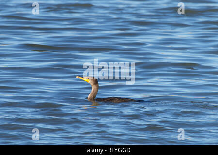 1 Doppelbett crested cormorant Schwimmen in Blau reflektierend Wasser. Das double-Crested cormorant ist in der Nähe von Flüssen und Seen und entlang der Küste gefunden. Stockfoto