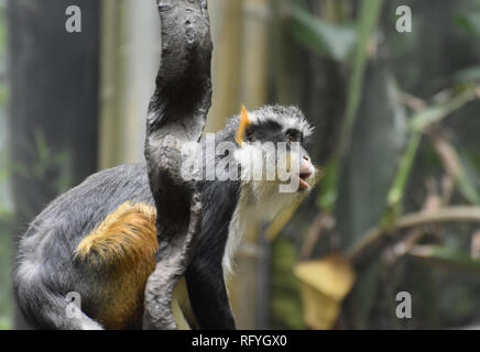 Wolfs guenon Monkey zurück auf seine Hinterbeine. Stockfoto