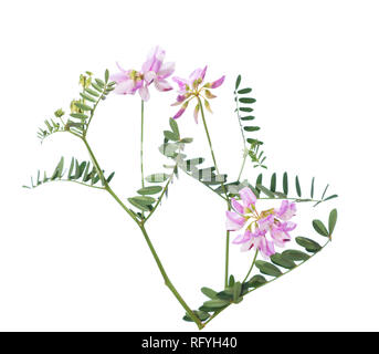 Securigera Varia isoliert auf weißem Hintergrund. Selektive konzentrieren. Stockfoto