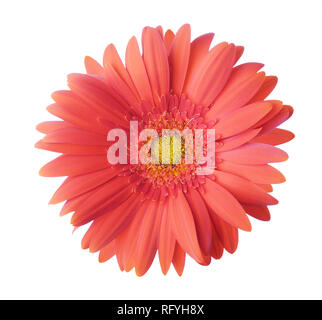 Die gerbera Blume der Koralle Farbe auf weißem Hintergrund. Stockfoto