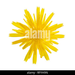 Herbst Hawkbit (scorzoneroides Autumnalis) auf weißem Hintergrund. Stockfoto
