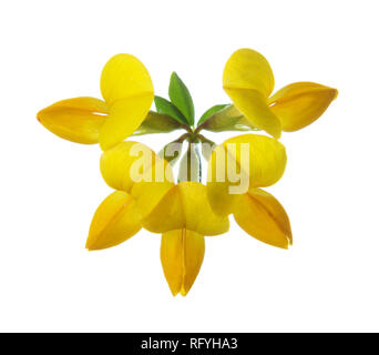 Lotus corniculatus Stockfoto