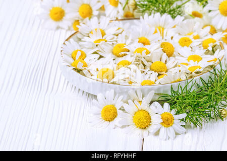 Frische Kamillenblüten in eine Schüssel geben. Alternative Medizin Konzept auf einem weißen Holztisch (selektive Fokus). Stockfoto