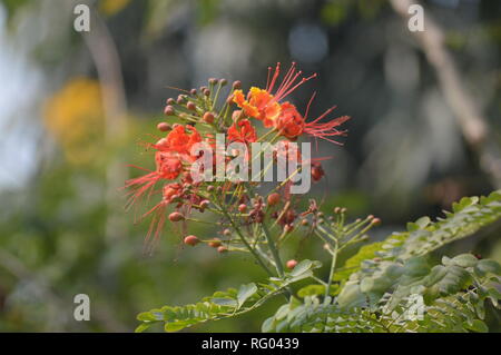 Rote Blume im Sonnenlicht Stockfoto