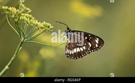 Gemeinsame Crow (Euploea core) Schmetterling auf wilde Petersilie. Stockfoto