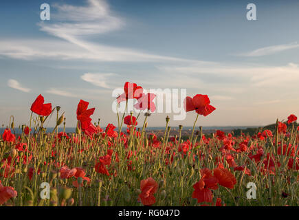 Bunte roter Mohn mit wispy Wolken in den Boden zurück. Stockfoto