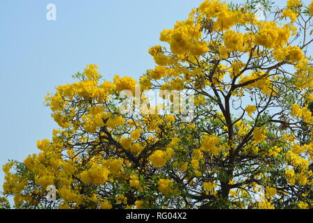 Silber Trompete Baum, Baum aus Gold, Paraguayische silber Trompete Baum Stockfoto