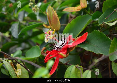 Rote Passionsblume, rote Passionsblume, Leidenschaft Weinstock, Passionvine Stockfoto