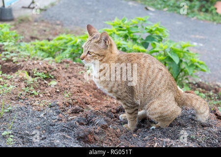 Thai Katze gelb gemustert Kot auf dem Boden. Stockfoto