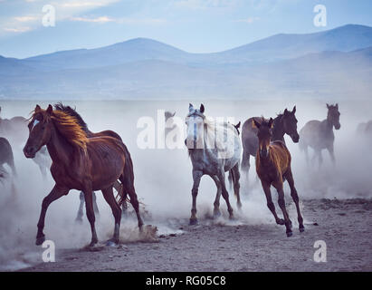Wilde Pferde in Kayseri (Hörmetçi Dorf), Türkei Stockfoto