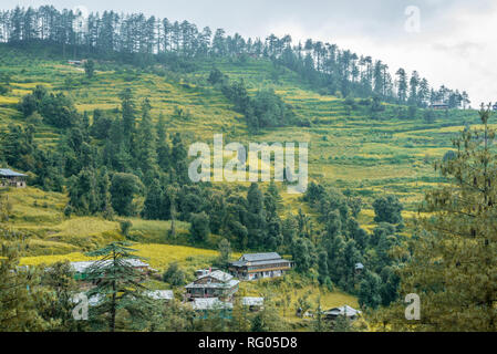 Ein schönes Dorf von Deodar Baum im Himalaya, Sainj Valley, Himachal Pradesh, Indien Umgeben Stockfoto