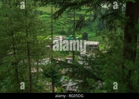 Ein schönes Dorf von Deodar Baum im Himalaya, Sainj Valley, Himachal Pradesh, Indien Umgeben Stockfoto
