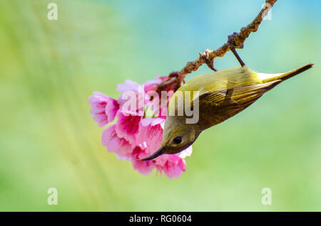 Grüner Vogel blauem Hintergrund auf die Kirschblüten gehockt Stockfoto