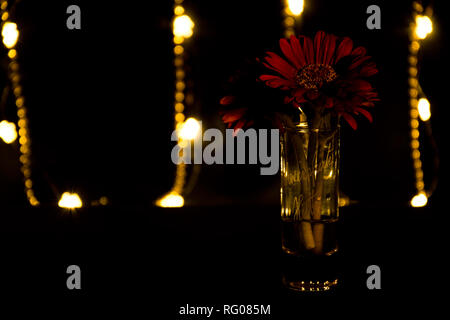 Rote Gerbera in einem Shot Glas Stockfoto