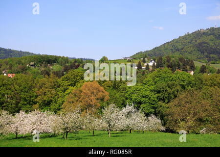 Apfelblüte, Kinder im öffentlichen Obstgut Baden-Baden Lichtental, mit Blick auf den Hausberg Merkur Stockfoto