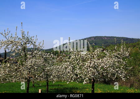 Apfelblüte, Kinder im öffentlichen Obstgut Baden-Baden Lichtental, mit Blick auf sterben Battert Felsen Stockfoto