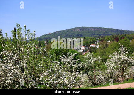 Apfelblüte, Kinder im öffentlichen Obstgut Baden-Baden Lichtental, mit Blick auf sterben Battert Felsen Stockfoto