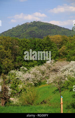 Apfelblüte, Kinder im öffentlichen Obstgut Baden-Baden Lichtental, mit Blick auf den Hausberg Merkur Stockfoto