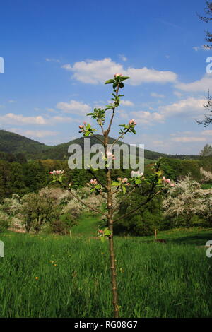 Apfelblüte, Kinder im öffentlichen Obstgut Baden-Baden Lichtental, mit Blick auf den Hausberg Merkur Stockfoto